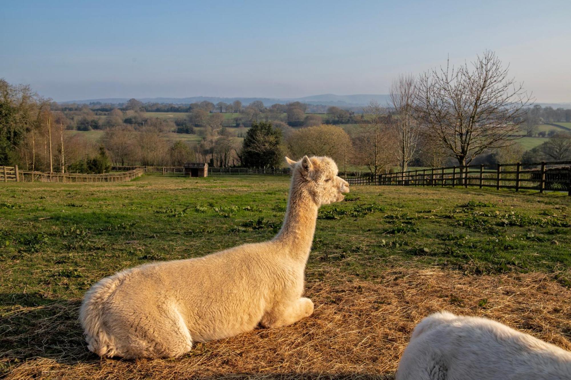 Charlie'S Cottage With Alpacas And 7Mins Drive To Alton Towers Denstone Luaran gambar